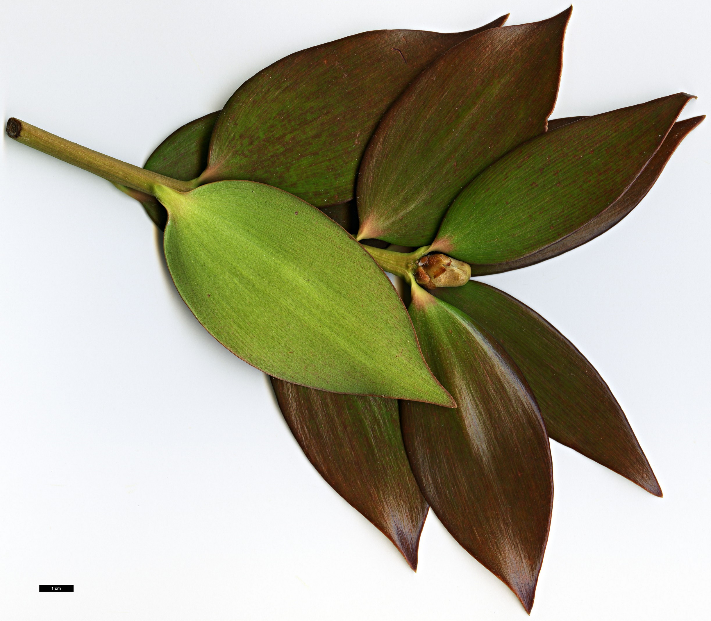 High resolution image: Family: Araucariaceae - Genus: Agathis - Taxon: robusta